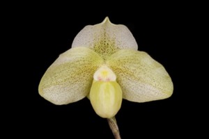 Paphiopedilum Memoria Charles Oppenheim Huntington's Jade HCC 79 pts.